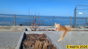 Светлогорск, Зеленоградск и Янтарный в марте 2026