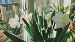 Подрастают розы и цветут нарциссы на  окне!!! Поездка в город!!!
