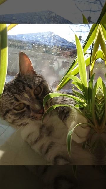 Мой кошак шарит! #мойкот #новаяроблоксерша #серун