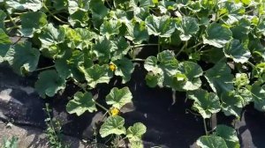 Дача 6 соток. Арбузы и дыни на 5 июля.