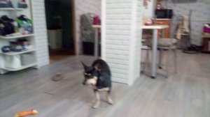 моя собака плюшка и моя собака вьюга играются с моей кошкой эльзой