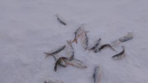 ловля плотвы в начеле марта на искуране .08.03.26