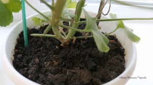 Вся правда о подкормке пеларгонии (герани) йодом