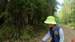 17.08.24. Выход за грибами и полянки боровиков.