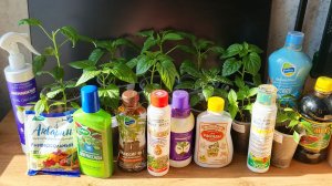 Подкормки рассады перцев с индивидуальным подходом.