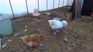 Гусь и курица зимуют вместе / Goose and Chicken Winter Together 4K ASMR