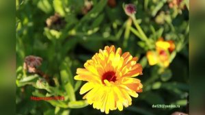 Медитация 00015