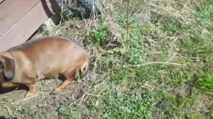 075 2018.04.29_12.09.34 Маня лезет под сарай.