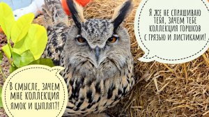 Сова Ёль скопила гору цыплят. Сова Одуванчик у нас жаба или выпь? Обзор кучки саженцев лимонов с ВБ