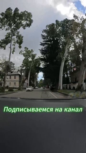 АБХАЗИЯ. ШИКАРНАЯ Аллея Эвкалиптов в ГАГРЕ.