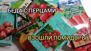 ПЕРЦЕВ МАЛОВАТО БУДЕТ🤔ТОМАТОВ-САМЫЙ РАЗ😉09.03.26г