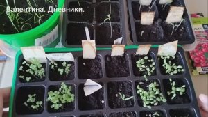 09,03,2026 Неделю рассада жила без полива. Что выросло а что еще и не собирается всходить. Обзор