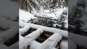 Душой своей сосновый лес Готов с тобою поделиться