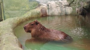 сегодня у нас возрождение утренней трансляции