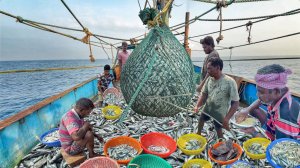 Огромное разнообразие рыбы, пойманной в траловую сеть – невероятный улов   Рыбалка с траловой сети