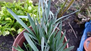 Первые цветочки