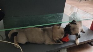 Малыши мопсы играют