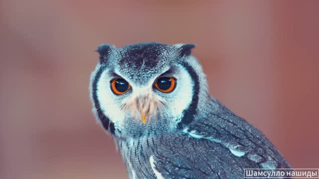 #Коран#АльБакъара#СамыеКрасивыеМеста#Relaxation##Islam#Quran#AlBaqarah'#Minshawiy #4кВидео#34часть#