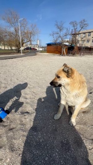 ДОБРЫЕ ДЕВОЧКИ КОРМЯТ БЕЗДОМНУЮ СОБАКУ 🥰