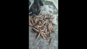 рыбалка на озере Окуневом бешеный клёв, уха, весёлый пёс и приключения