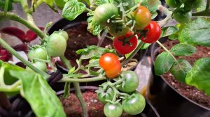 Март.Первые томаты к празднику.Комнатные томаты