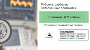 Разбор протокола ЭХО здоровой собаки | Как указать допуск к анестезии?