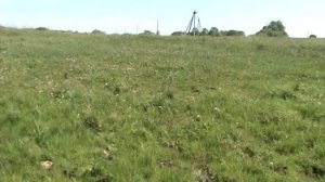 На пруду .желтая трясогузка Серая цапля