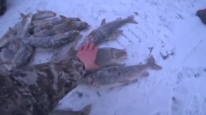 ЖЕСТЬ!!!! ПОЙМАЛ МЕШОК РЫБЫ ЗА 10 МИНУТ!!!! В РУЧЬе