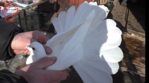 Не обрисованным остался.