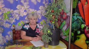 Томатные Гномы. Что я рассказываю о них 5 лет назад.