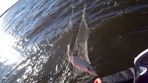 Промысловая рыбалка на сига сига сетями. Вылов рыбы на севере по лицензии.