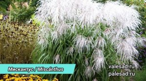 ЭТО РАСТЕНИЕ БОЛЬШЕ НЕ ПОСАЖУ в САДУ и ВАМ НЕ СОВЕТУЮ