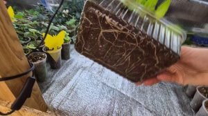 РЕЗУЛЬТАТ УКОРЕНЕНИЯ-КОЛЕУС И ОСТЕОСПЕРМУМ.2026