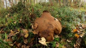 Поход за грибами