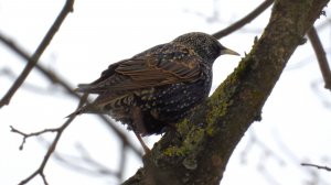 Прилёт птиц весной в Великий Новгород, 9 марта 2026 год, Скворец поёт, голоса птиц