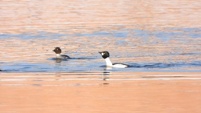 утка Гоголь токует, наблюдение птиц в Великом Новгороде, 9 марта 2026