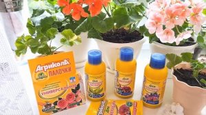Агрикола . Любимый напиток пеларгонии. Чем удобрать пеларгонию (герань)