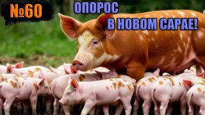 №60 Спасаем свинку (кантор)Шикарный опорос в новом сарае🤣‼️