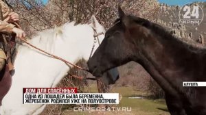 Крымчане выкупили с бойни двух лошадей