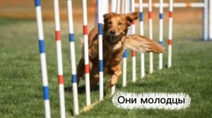 Аджилити собаки крутые 🐶