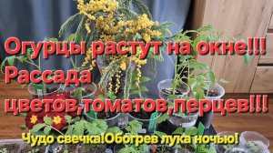 Лук выселила на балкон!Чудо свечка греет!Обзор рассады на 9 марта 2026 год!