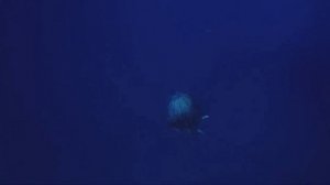 Фильму "Водный мир" посвящается