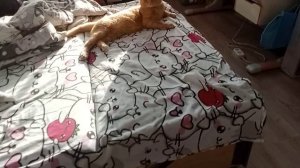 СТРОИМ ДОМ ОТ МОНСТРА? /★БАСИКИ ЛУЧШЕЕ★