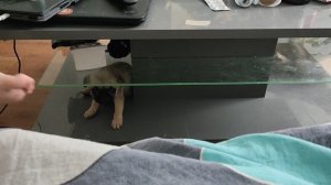 Полный собачий дурдом  :)))