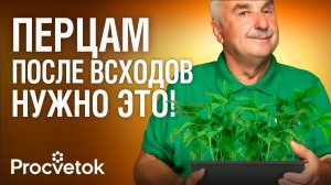 ВЗОШЛИ ПЕРЦЫ? Обязательно сделайте это для коренастой и урожайной рассады