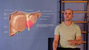 движение органов. висцеральные суставы. печень