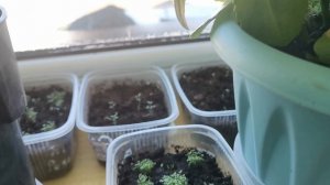 Лук крупноплодный, маленькие секреты. Цветы комнатные.