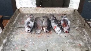 улов форели у Александра