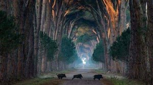 Школа Деревенского Колдуна.Беседа 65.Подселенцы.