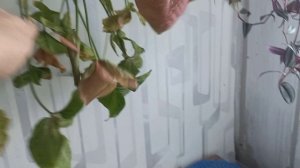 цветочки 🌺 и рассада🪴снег надоел🕸️🥶сынок ездил на море🌴🌴🌴